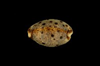 藏品(山貓寶螺)的圖片